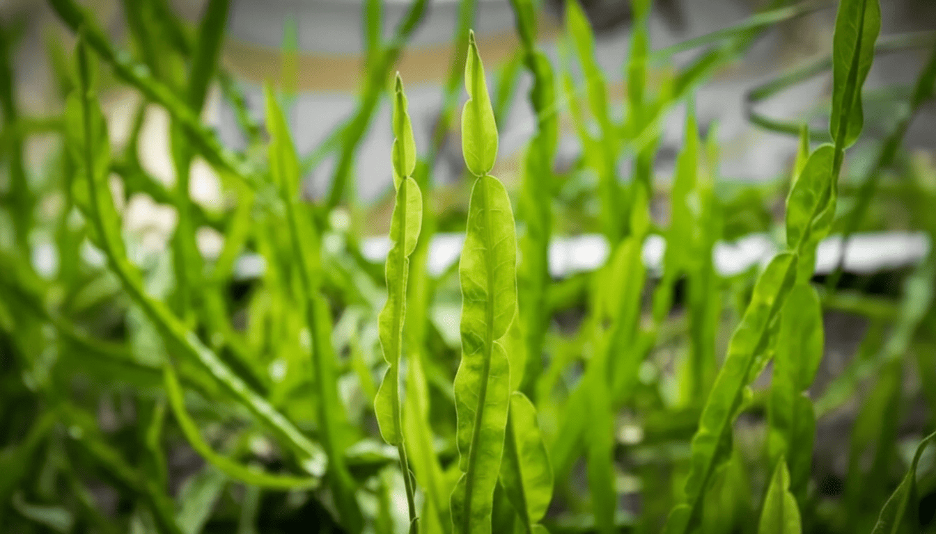Carqueja: A Força Silvestre dos Campos