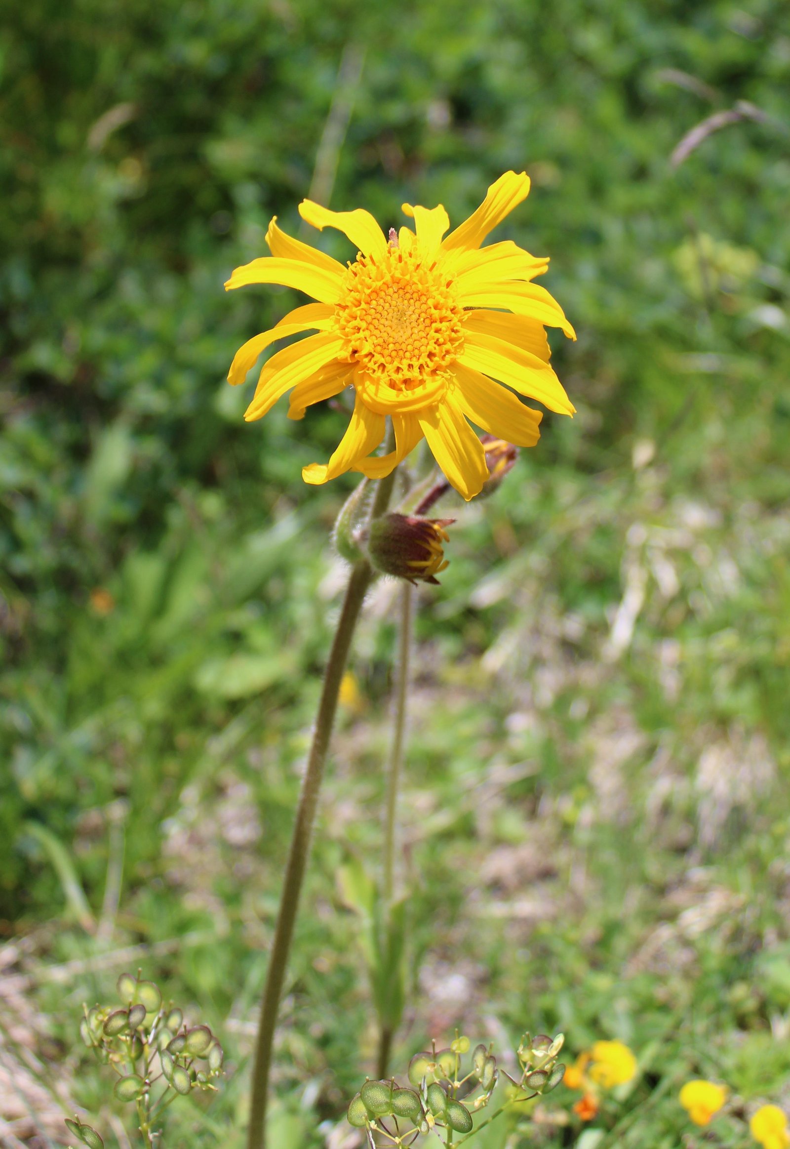 Chá de Arnica